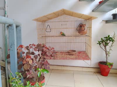 Fisher Parrots along with cage