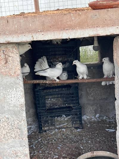 lakay kabutar for sale