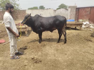 2dant bull for sale