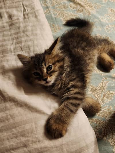 A trained active cat