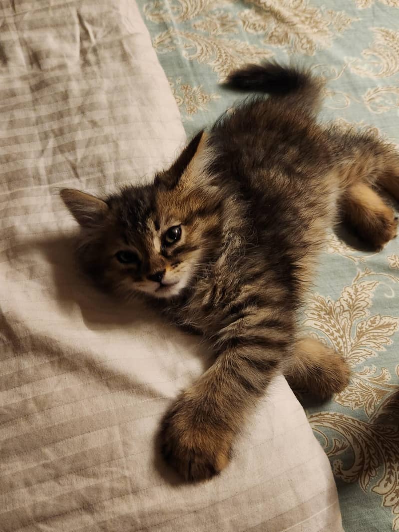 A trained active cat 0