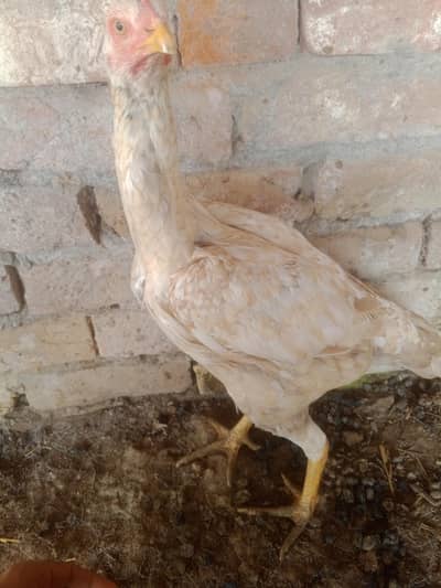 aseel murgyan for sale