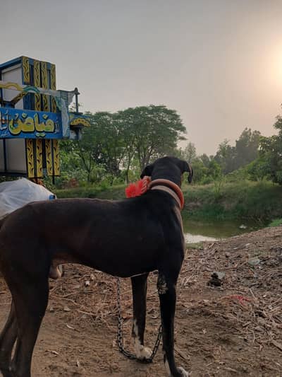 imported Angrezi kadhia Dog