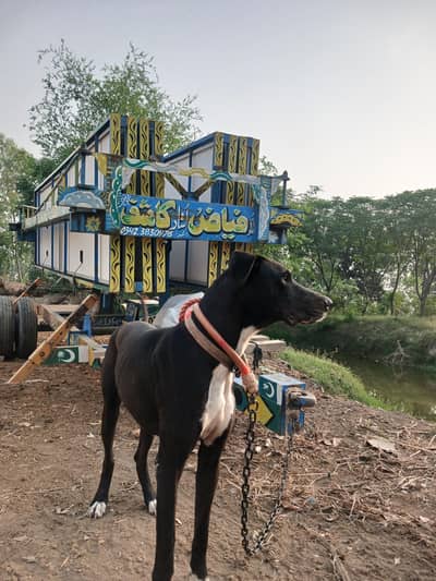 imported Angrezi kadhia Dog