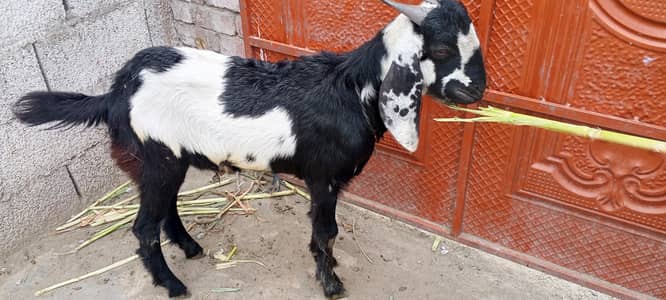 qurbani k liye