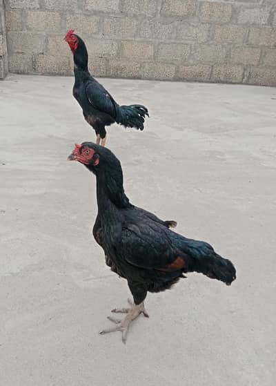 Mianwali Aseel Eggs  For Sale