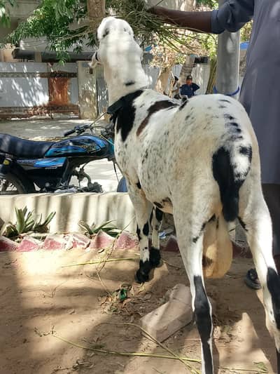 Dumba for Qurbani 2026