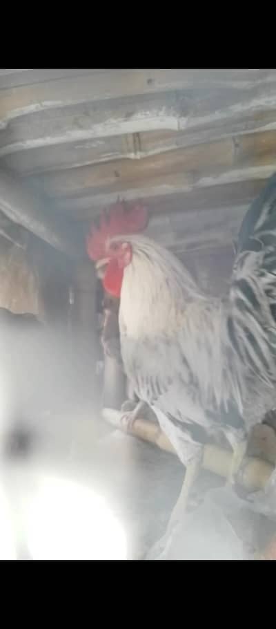 Sirf 2500 main Pure Desi Murga Sale | Urgent Sale