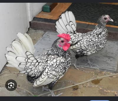 silver sebright pair