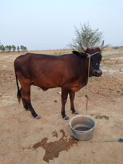 Do Dant ka hai janwar behtareen or gher ka janwar hai