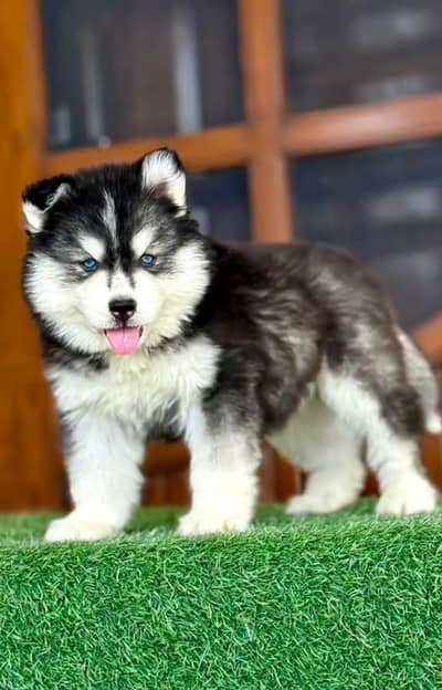 Siberian husky fore sale Whatsapp number 0319.2144599
