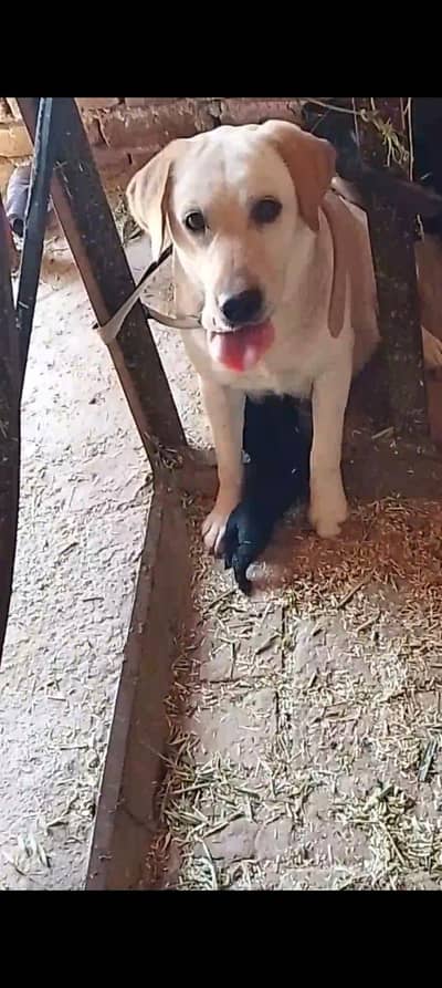 Labrador puppies for sale healthy and active teeno female hn