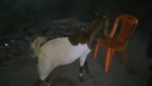 2 Teeth Pair Of Khasi Goats For Quarbani