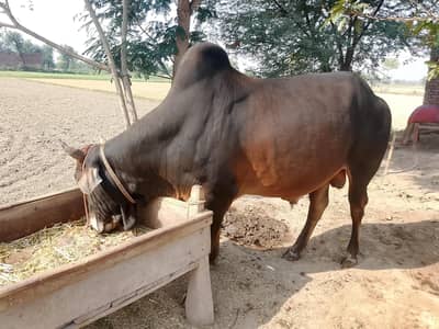 Bulls
