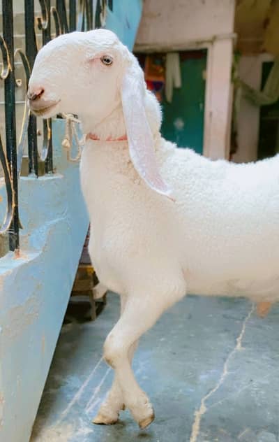 Pure Gulabi Larkana