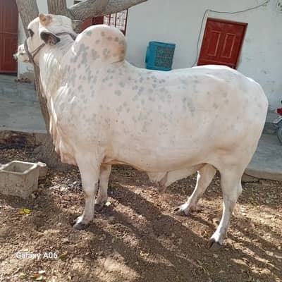 Bachra for Sale | Qurbani Bachra 2 Dant | 8+ Mann Meat Weight