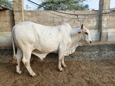 Bachra for Sale | Qurbani Bachra 2 Dant | 8+ Mann Meat Weight