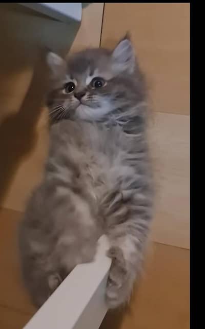 Triple coted grey kitten