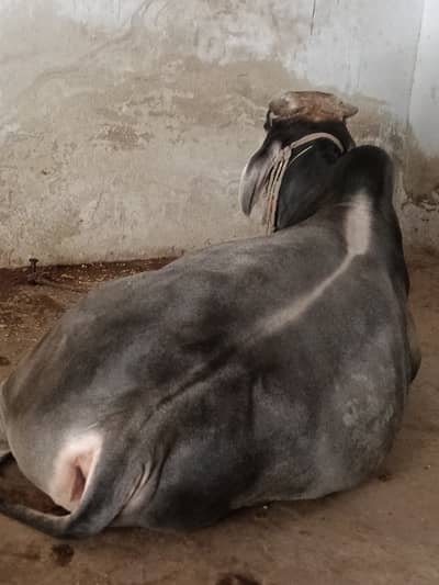 2 دانت کا بچھڑا بالکل صاف ستھرا مناسب قیمت پر دستیاب ہے