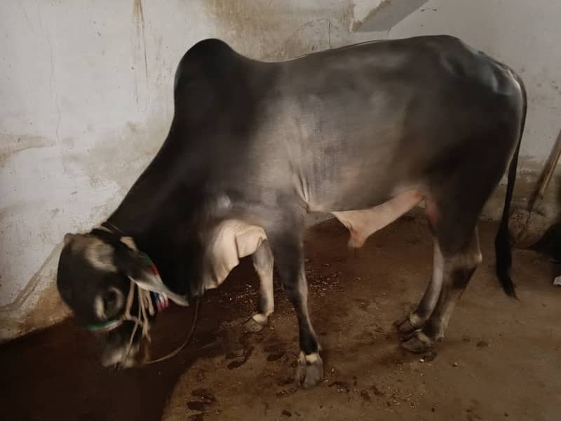 دو دانت کا بچھڑا ماشاءاللہ بالکل صاف ستھرا مناسب قیمت پر دستیاب 1