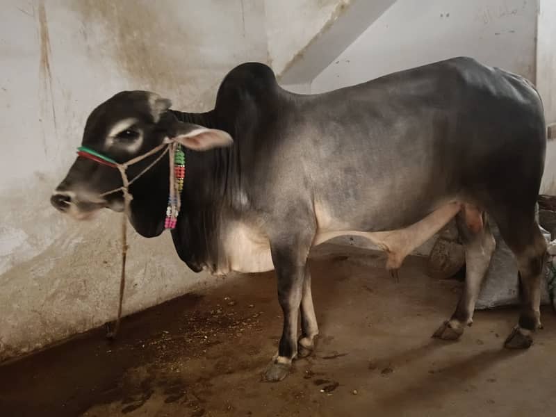 دو دانت کا بچھڑا ماشاءاللہ بالکل صاف ستھرا مناسب قیمت پر دستیاب 3