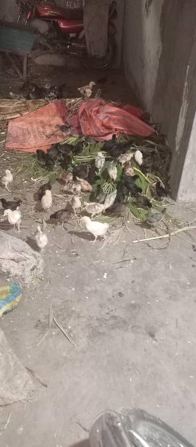 golden misri 20. . Sy 25 din k hain Active birds masahAllah