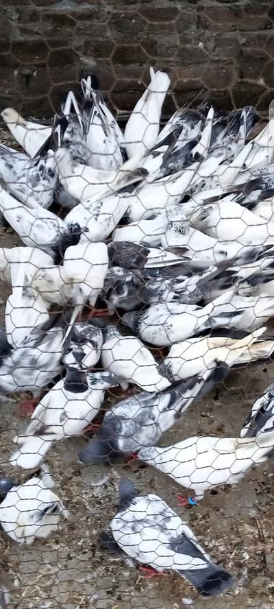 pigons for sale argent