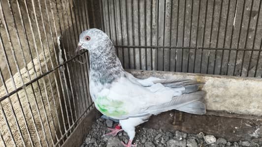 Teddy peigon female for sale