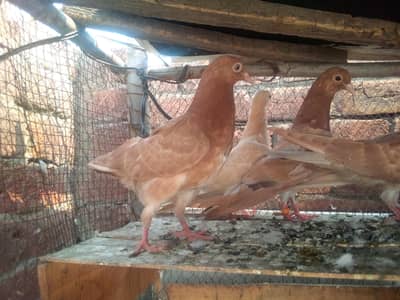 Indian surkhe bache