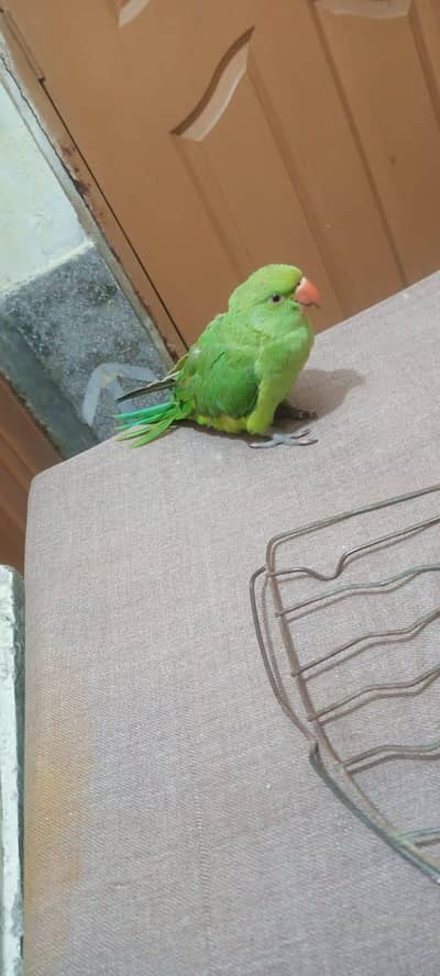 handtame self bacha