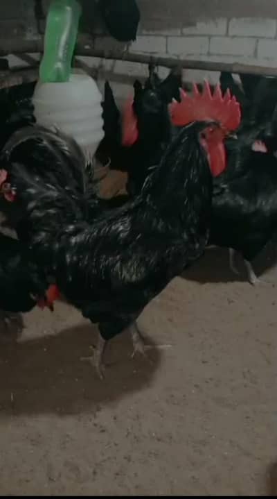 pure Australorp breeder for sale