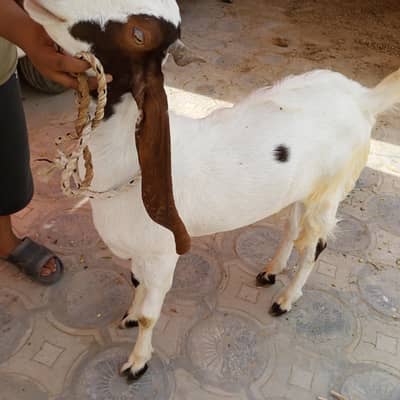 qurbani 2026