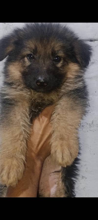 German shepherd 1 month puppy
