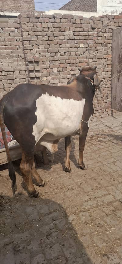 2dant for qurbani  2026