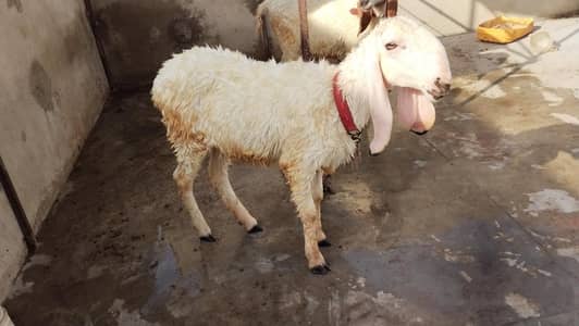 Dumba Pair For Sale  (2 Pcs)