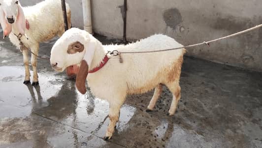 Dumba Pair For Sale  (2 Pcs)