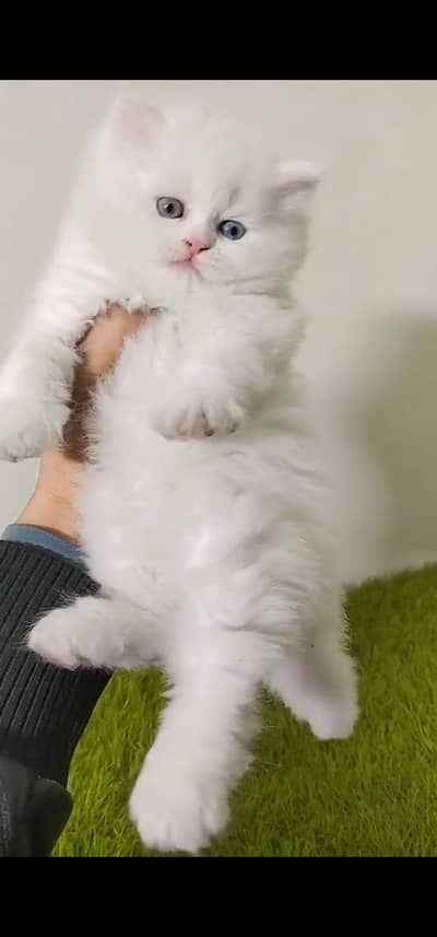 Quality Persian Punchface cat & kitten. moreWhatsApp 03233614642