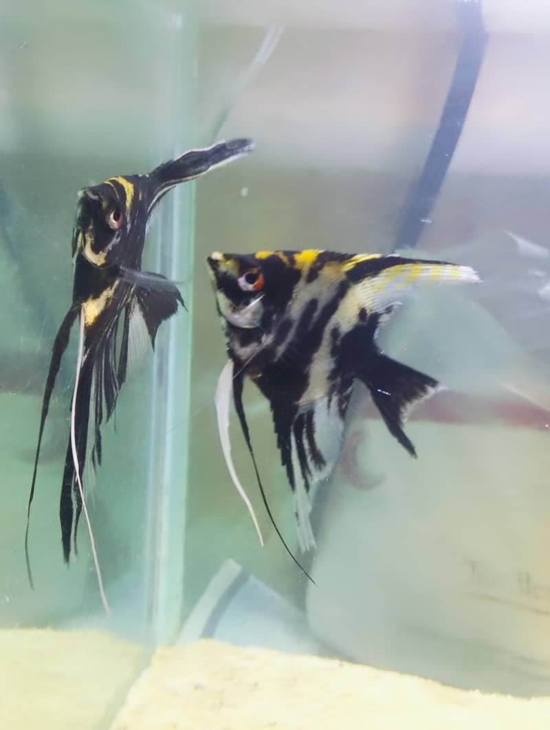 angel fish 0