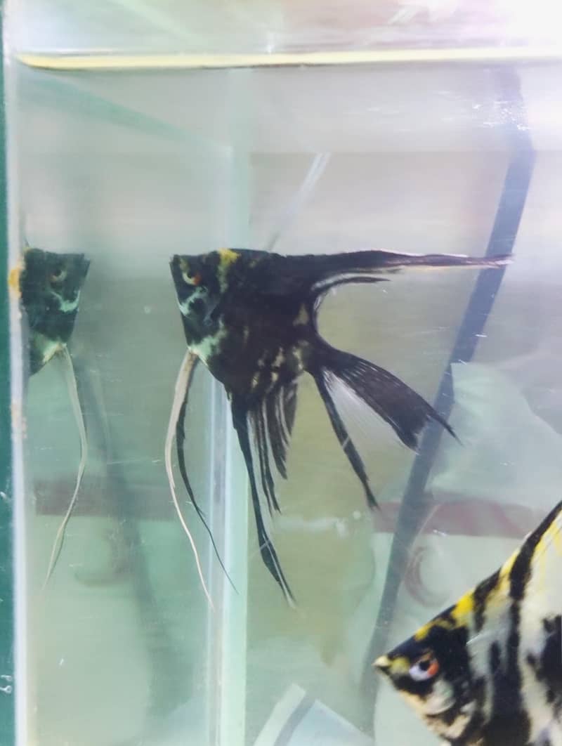 angel fish 1