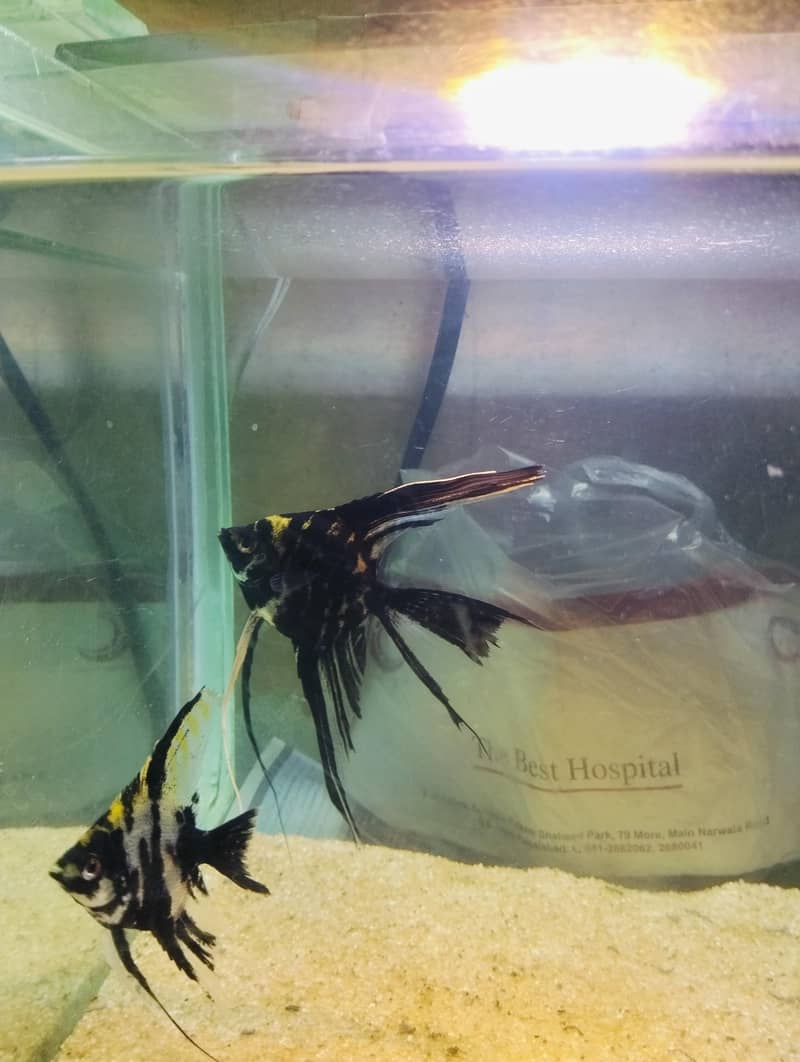 angel fish 2