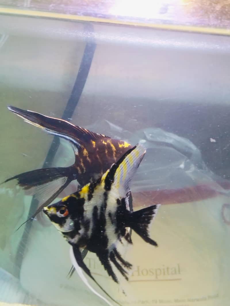 angel fish 3