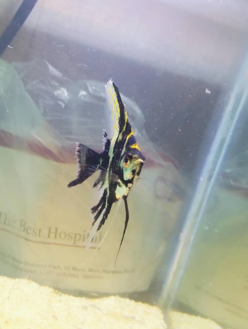 angel fish 4