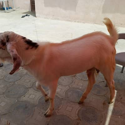 qurbani 2026