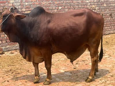 Brahman Bull | bachra | Wacha | Qurbani 2026 | bull For sale