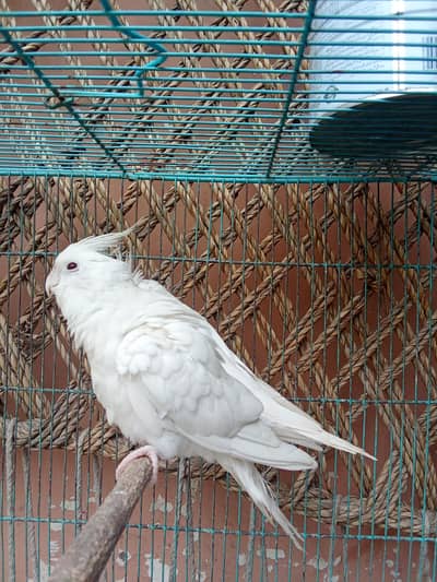 cockatiel red eye for sale.