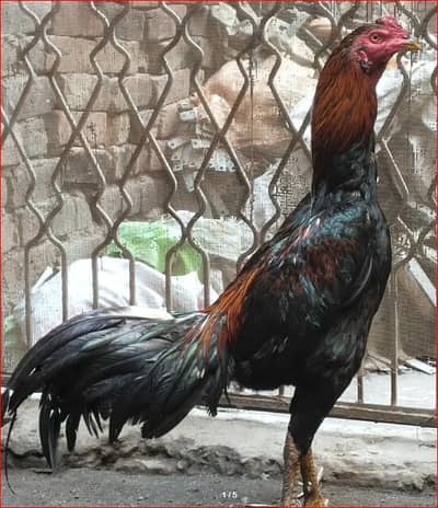 Pkoya Aseel Patha with Cage NUMBER: 03004865196