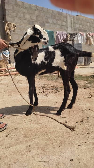 Beetal Bakri
