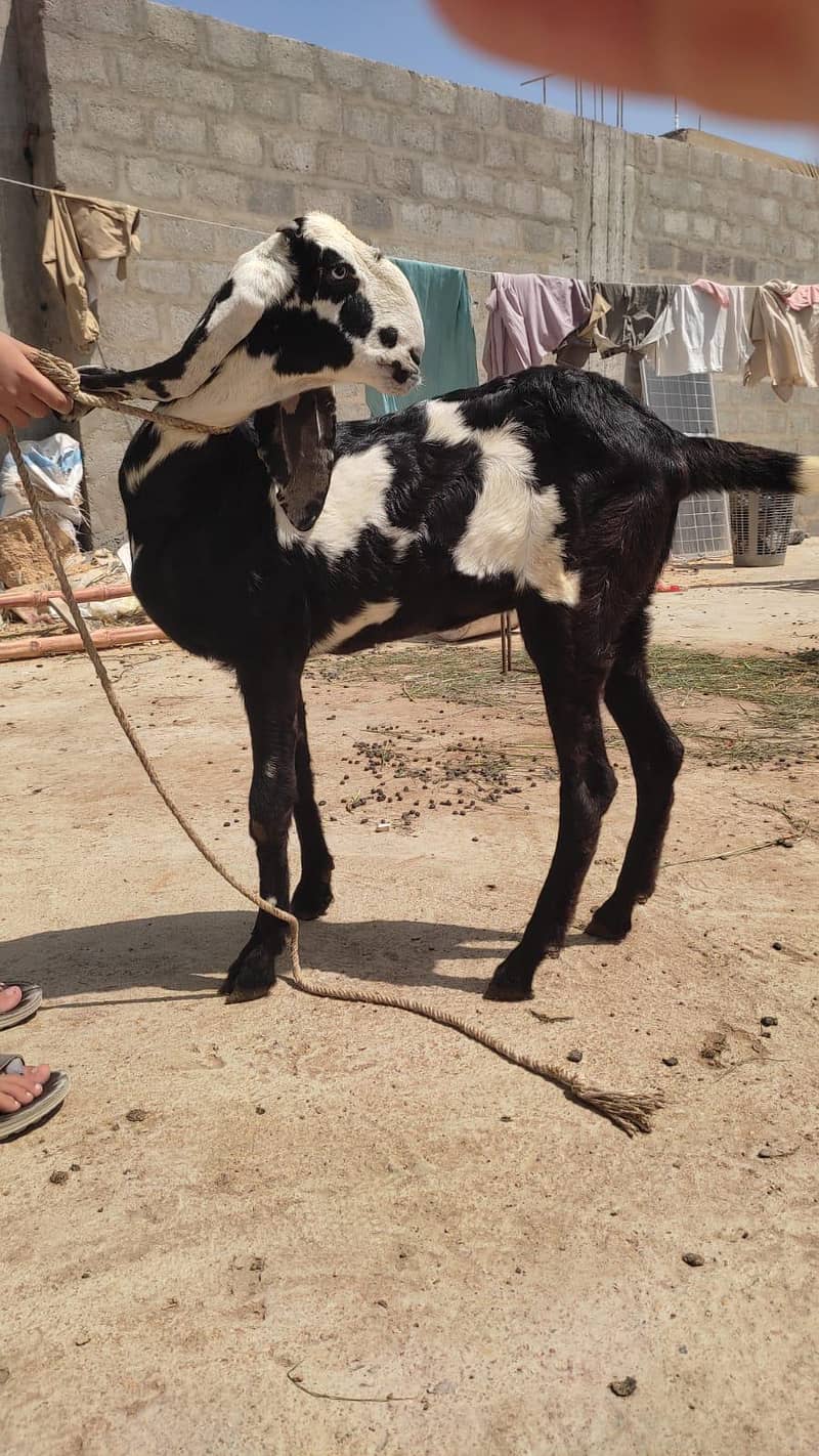Beetal Bakri 0