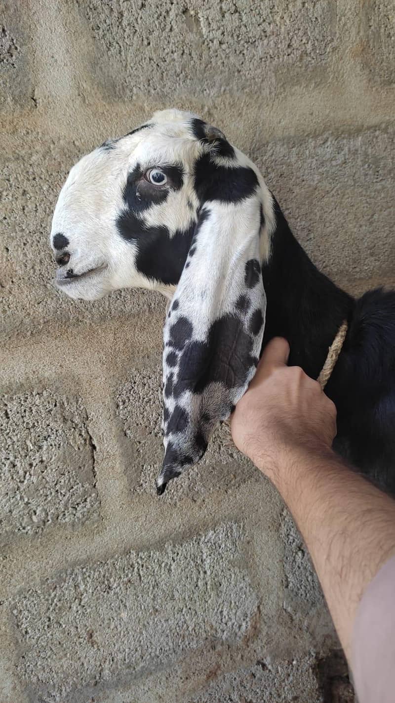 Beetal Bakri 1