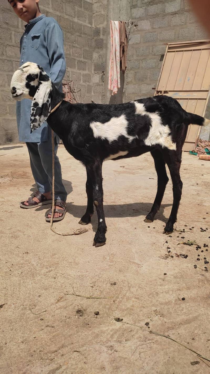 Beetal Bakri 2